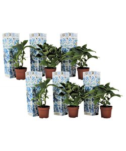 Hydrangea bicolor Bavaria Blauw - Hortensia - Set van 6 - ⌀9cm - Hoogte 25-40cm