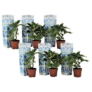 Hydrangea bicolor 'Bavaria' Blue hortensia - Set of 6 - ø9cm - Height 25-40cm