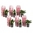 Hydrangea bicolor 'Camilla Pink' - Hortensia - Set de 6 - ⌀9cm - Hauteur 25-40cm