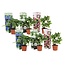 Hydrangea hortensie macrophylla - 6er-Mix - ⌀9cm - Höhe 25-40cm
