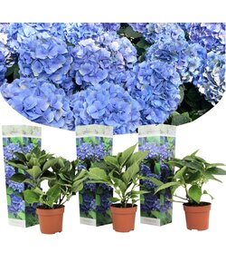 Hydrangea hortensie 'Frühes Blau' - 3er Set - Blau - ⌀9cm - Höhe 25-40cm