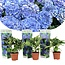 Ortensia hydrangea macrophylla Blu - Set di 3 - ⌀9cm - Altezza 25-40cm