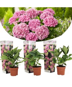 Hydrangea macrophylla - Roze - Set van 3 - Hortensia - Pot 9cm - Hoogte 25-40cm