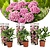 Hortensja makrophylla - Różowa - 3 sztuki - Hydrangea - ⌀9cm - W25-40 cm