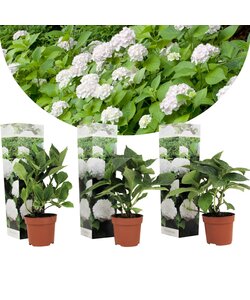 Hydrangea Macrophylla White - Set of 3 - Hortensia - ø9cm - Height 25-40cm
