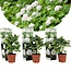 Hydrangea Macrophylla White - Set of 3 - Hortensia - ø9cm - Height 25-40cm