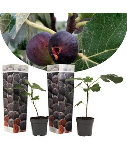 Ficus Carica - Set van 2 - Winterharde Vijgenboom - Pot 9cm - Hoogte 25-40cm