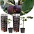 Ficus Carica - Set van 2 - Winterharde Vijgenboom - Pot 9cm - Hoogte 25-40cm