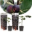 Ficus Carica - Set de 2 - Figuier rustique - Pot 9cm - Hauteur 25-40cm