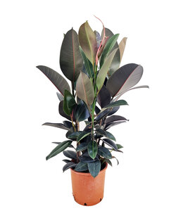 Ficus Elastica Abidjan - Gummibaum - Zimmerpflanze - Topf 24cm - Höhe 75-100cm