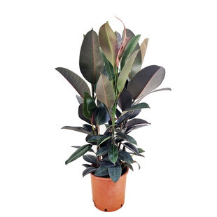 Ficus Elastica Abidjan 'Rubberboom' - Pot 24cm - Hoogte 75-100cm