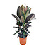 Ficus Elastica Abidjan - Gummibaum - Zimmerpflanze - Topf 24cm - Höhe 75-100cm