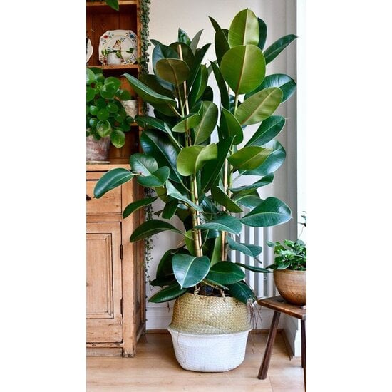 Ficus Elastica Robusta - 'Albero della gomma' - Vaso 24cm