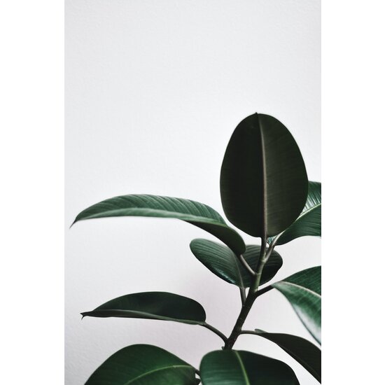 Ficus Robusta Con Coprivaso In Ceramica Antracite