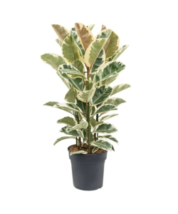 Ficus Elastica Tineke - Arbre à caoutchouc - ⌀24cm - Hauteur 75-100cm