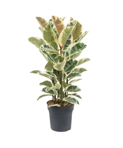 Ficus Elastica Tineke - Gummibaum - Zimmerpflanze - Topf 24cm - Höhe 75-100cm