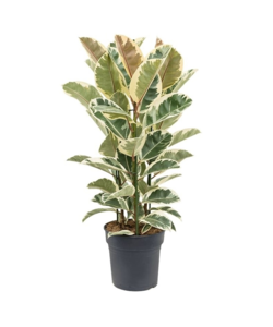 Ficus Elastica 'Tineke' - Pianta della casa - ⌀24cm - Altezza 75-100cm