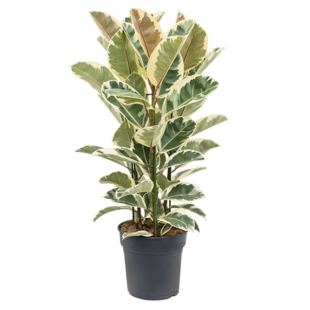 Ficus Elastica Tineke - Rubber Tree - Houseplant - ø24cm - Height 75cm