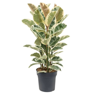 Ficus Elastica Tineke 'Rubberboom' - Kamerplant - Pot 24cm - Hoogte 75-100cm