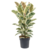 Ficus Elastica Tineke - Planta de casa - Árbol de goma  - ⌀24cm - Alt. 75-100cm