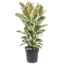 Ficus Elastica Tineke - Gummibaum - Zimmerpflanze - Topf 24cm - Höhe 75-100cm
