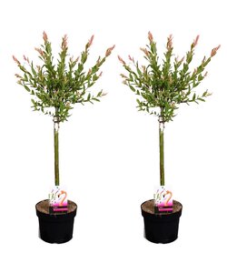 Salix Flamingo - 2er Set - Rosa Weide - Topf 17cm - Höhe 60-80cm