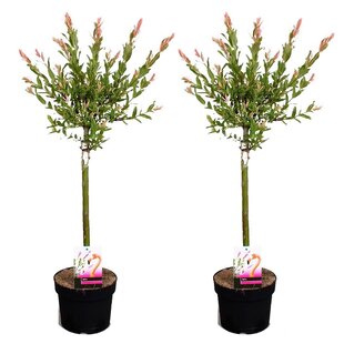 Salix Flamingo - Set of 2 - Pink Willow - ø17cm - Height 60-80cm