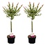 Salix Flamingo - 2er Set - Rosa Weide - Topf 17cm - Höhe 60-80cm