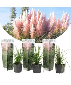 Cortaderia selloana - Set van 3 - Siergras - Roze - Pot 9cm - Hoogte 25-40cm