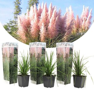 Pampas grass 'Cortaderia' pink - Set of 3 - ø9cm - Height 25 cm