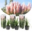 Pampas grass 'Cortaderia' pink - Set of 3 - ø9cm - Height 25 cm