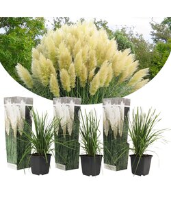 Cortaderia selloana - 3er Set - Pampasgras - Weiß - Topf 9cm - Höhe 25-40cm