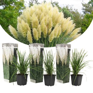 Pampas grass 'Cortaderia' white - Set of 3 - ø9cm - Height 25-40cm