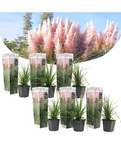 Cortaderia selloana - Set de 6 - La pampa - Rose - Pot 9cm - Hauteur 25-40cm