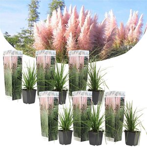 CORTADERIA SELLOANA PINK FEATHER IN VASO 17CM - Graminacee Ornamentali  Peragashop