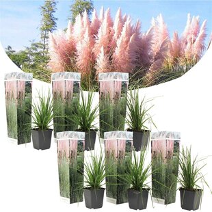 Cortaderia selloana - x6 - Ornamental grass - Pink - ø9cm - Height 25-40cm