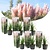 Cortaderia selloana - Set de 6 - La pampa - Rose - Pot 9cm - Hauteur 25-40cm