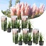 Cortaderia selloana - Juego de 6 - hierba ornamental - rosa - ⌀9cm - alt.25-40cm