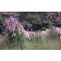 CORTADERIA SELLOANA PINK FEATHER IN VASO 17CM - Graminacee Ornamentali  Peragashop