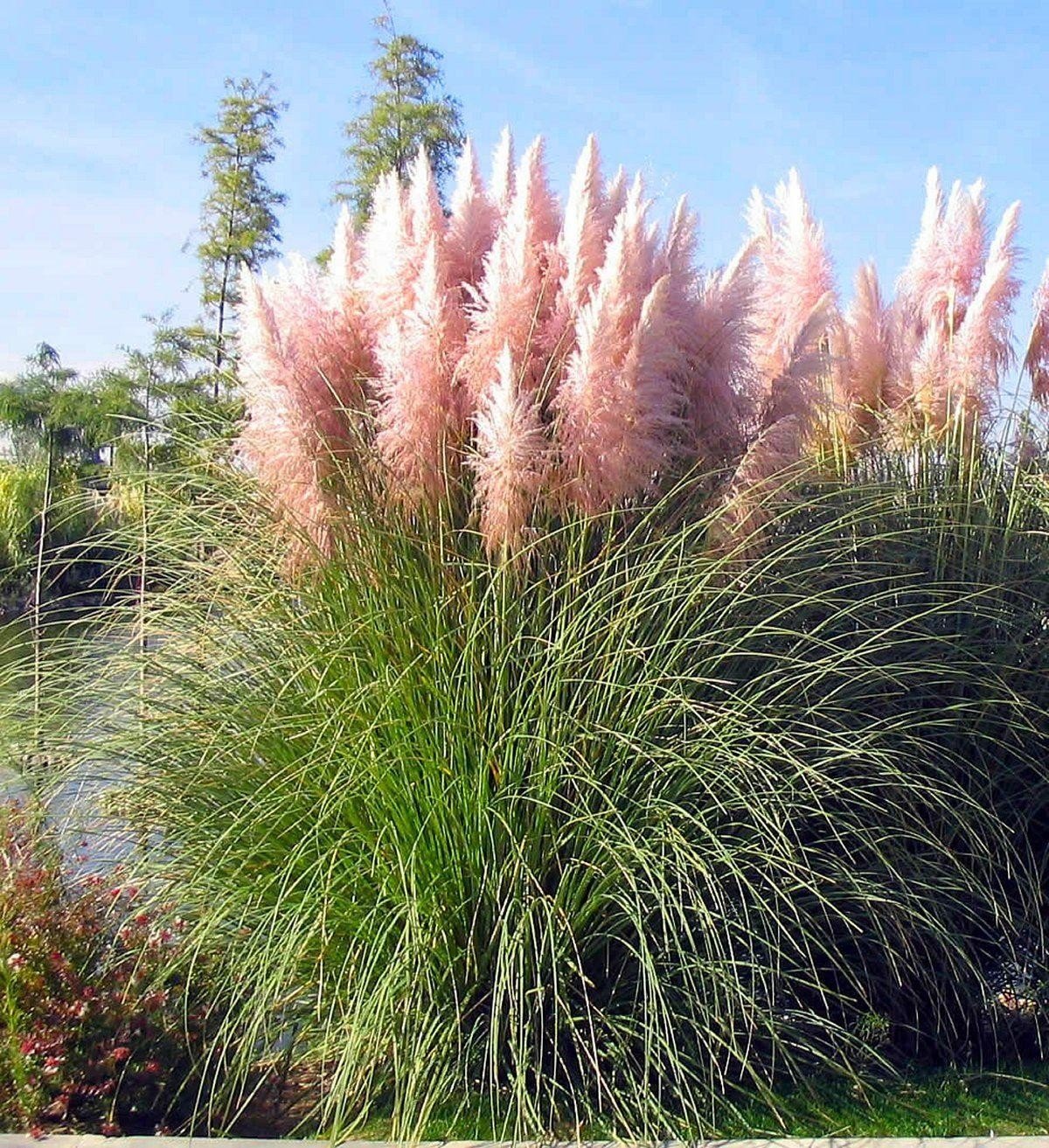 Cortaderia selloana - x6 - Erba ornamentale - Rosa - Vaso 9cm - Altezza  25-40cm - FloraStore