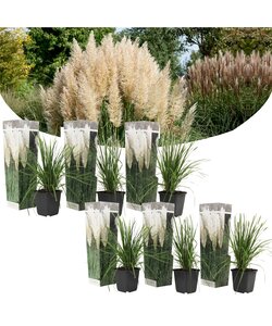 Cortaderia selloana - 6er Set - Pampasgras - Weiß - Topf 9cm - Höhe 25-40cm