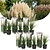 Cortaderia selloana - x6 - Erba ornamentale - Bianco - Vaso 9cm -Altezza 25-40cm