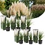 Cortaderia selloana - x6 - Ornamental grass - White - ø9cm - Height 25-40cm