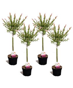 Salix Flamingo - 4er Set - Rosa Weide - Topf 17cm - Höhe 60-80cm