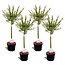 Salix Flamingo - Set de 4 - Sauce Flamenco - Maceta 17cm - Altura 60-80cm