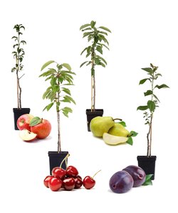 Juego de 4 frutas: cereza, pera, manzana y ciruelo -  ⌀ 9 cm -  Altura 60-70 cm