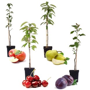 Obst - Kirsch-, Birnen-, Apfel-, Pflaumenbaum - 4er Set - Topf 9cm Höhe 60-70cm
