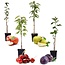 Mix di 4 alberi da frutta a colonna - Prunus - Pyrus - Malus - Altezza 60-70cm