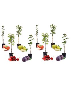 Fruitbomen - Mix van 8 - Prunus - Pyrus - Malus - Pot 9cm - Hoogte 60-70cm