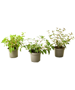 Fuchsia magellanica - Set of 3 - fuchsias - garden plant - ø9cm - Height 10-20cm
